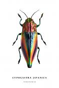 cypogastra javanica